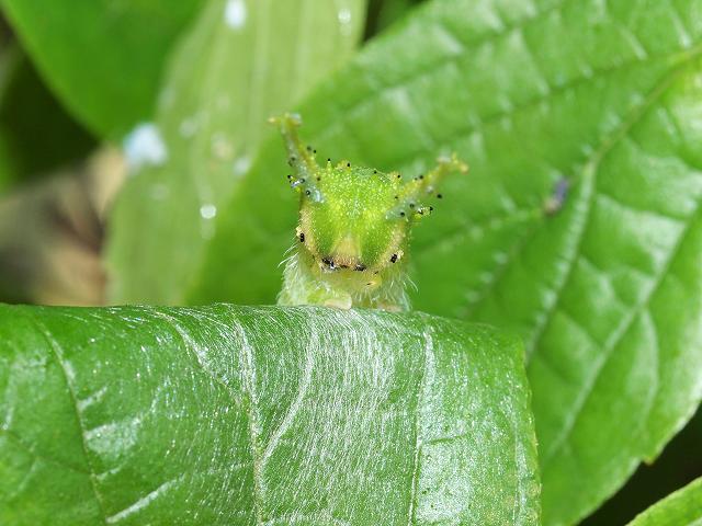 オオムラサキの幼虫 みなみかぜ通信 オオムラサキの幼虫 みなみかぜ通信