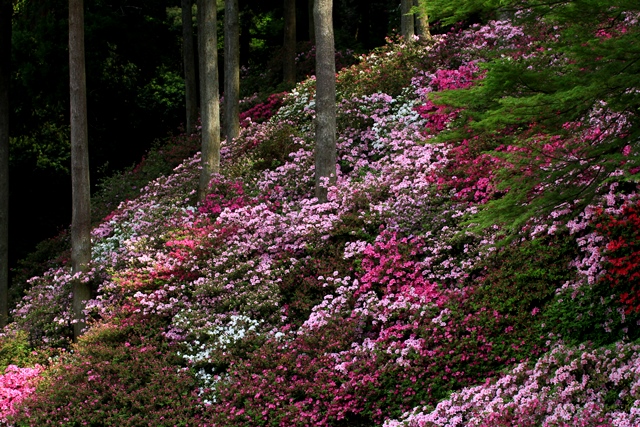 大興善寺～黒木大藤　　　　13/04/29_d0126577_19551037.jpg