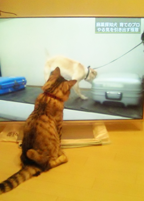 テレビっ子にゃんち。_c0245679_2013324.jpg