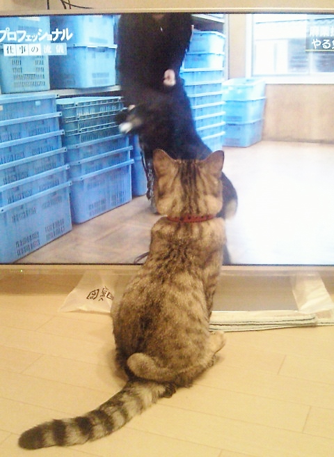 テレビっ子にゃんち。_c0245679_2022457.jpg