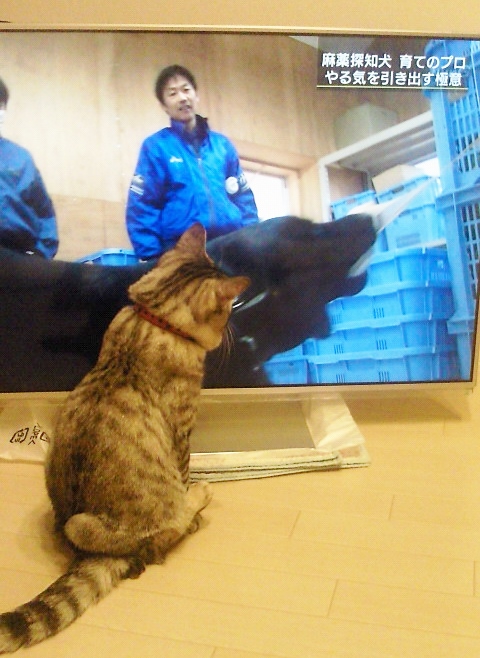 テレビっ子にゃんち。_c0245679_2024187.jpg