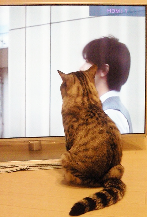 テレビっ子にゃんち。_c0245679_20281841.jpg