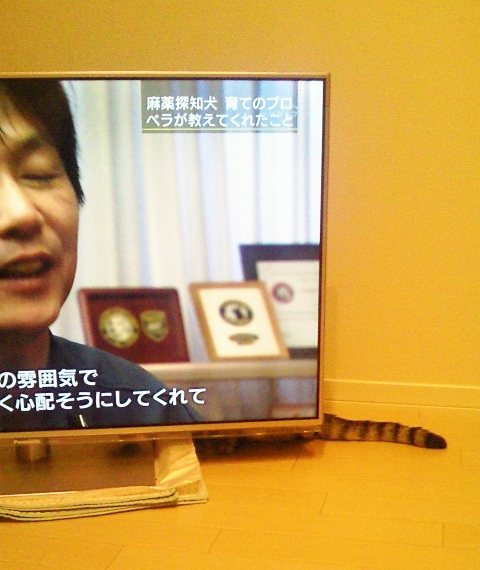 テレビっ子にゃんち。_c0245679_2032118.jpg