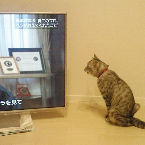 テレビっ子にゃんち。_c0245679_203565.jpg