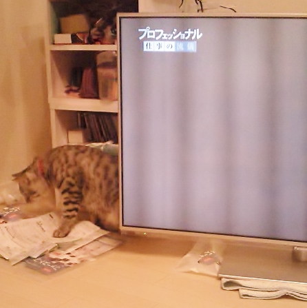 テレビっ子にゃんち。_c0245679_2035847.jpg