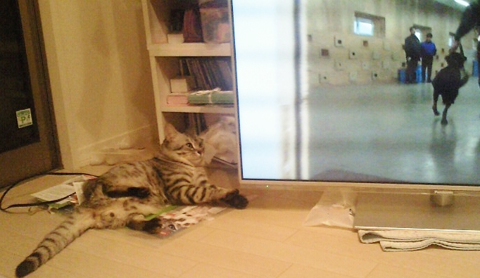 テレビっ子にゃんち。_c0245679_2042930.jpg