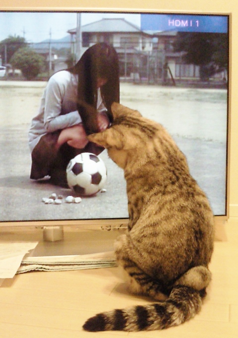 テレビっ子にゃんち。_c0245679_2045552.jpg