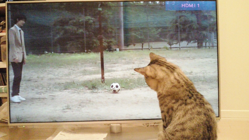 テレビっ子にゃんち。_c0245679_2052513.jpg