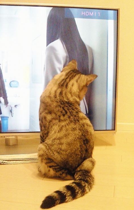 テレビっ子にゃんち。_c0245679_2054039.jpg