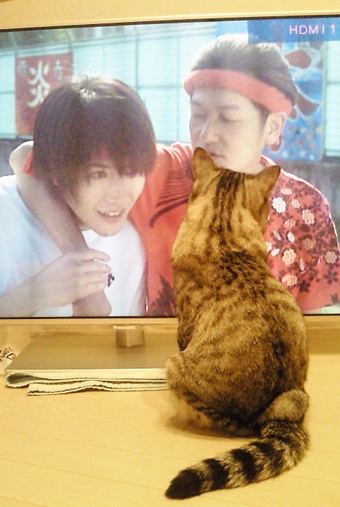 テレビっ子にゃんち。_c0245679_2061889.jpg
