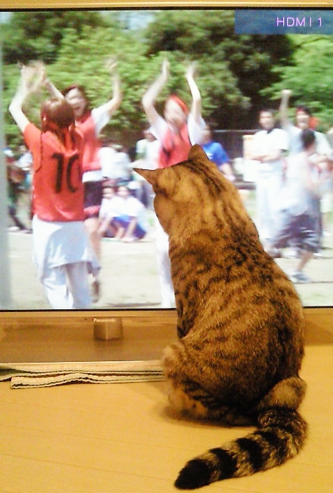 テレビっ子にゃんち。_c0245679_2063381.jpg