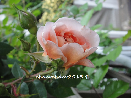 b0224081_23234251.png