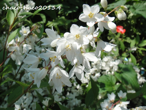 b0224081_2324265.png