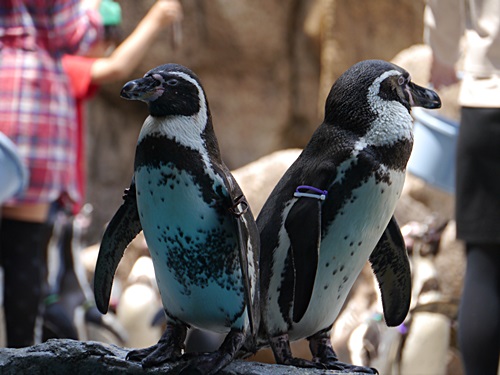 2013長崎帆船まつりとペンギン水族館 その1_b0175688_71551.jpg
