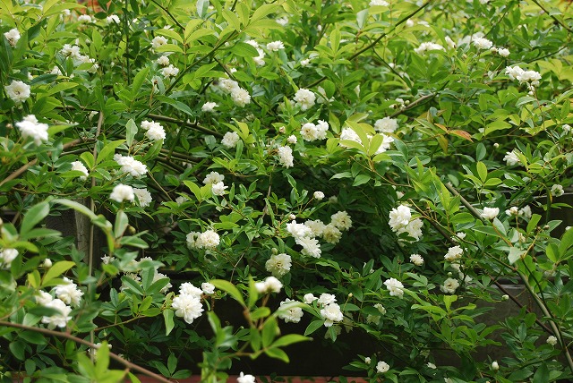 春の開花報告⑦_c0124100_110127.jpg