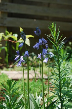 春の開花報告⑦_c0124100_1103868.jpg