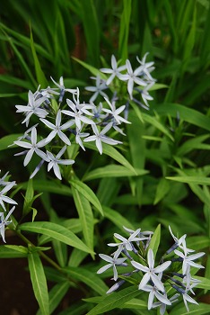 春の開花報告⑦_c0124100_1104480.jpg