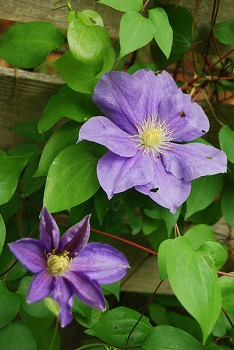 春の開花報告⑦_c0124100_1105449.jpg