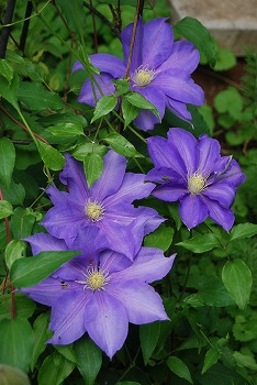 春の開花報告⑦_c0124100_111062.jpg