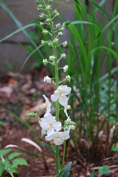 春の開花報告⑦_c0124100_1111987.jpg