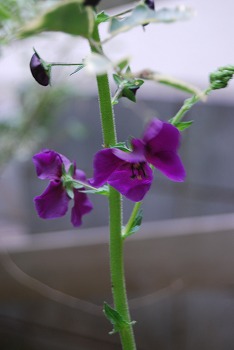 春の開花報告⑦_c0124100_1112547.jpg