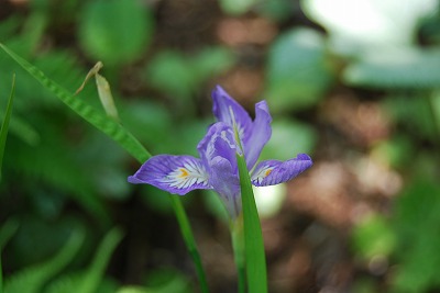 春の開花報告⑦_c0124100_1123431.jpg