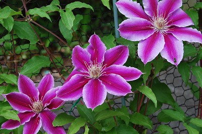 春の開花報告⑦_c0124100_1125196.jpg