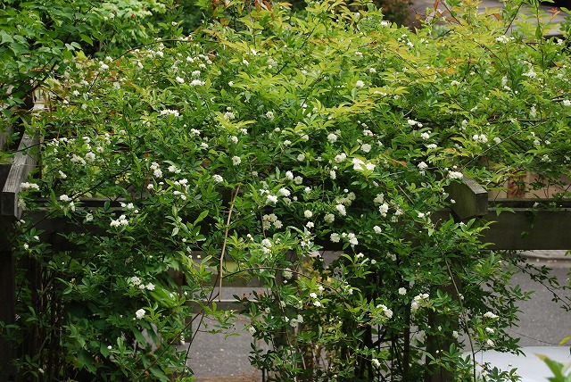 春の開花報告⑦_c0124100_1195856.jpg
