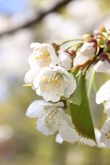 sakura_f0151222_17219.jpg