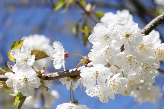 sakura_f0151222_18976.jpg