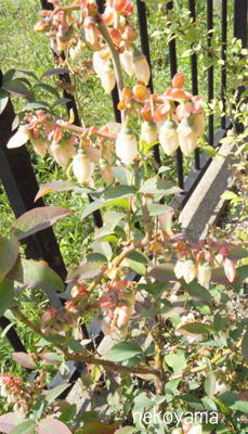 c0162823_161871.jpg