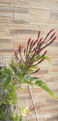 c0162823_17958.jpg