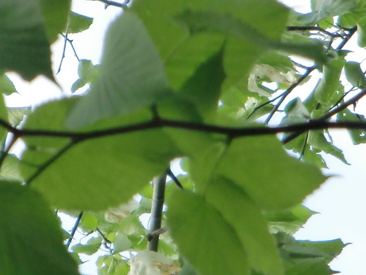 e0240129_141301.jpg