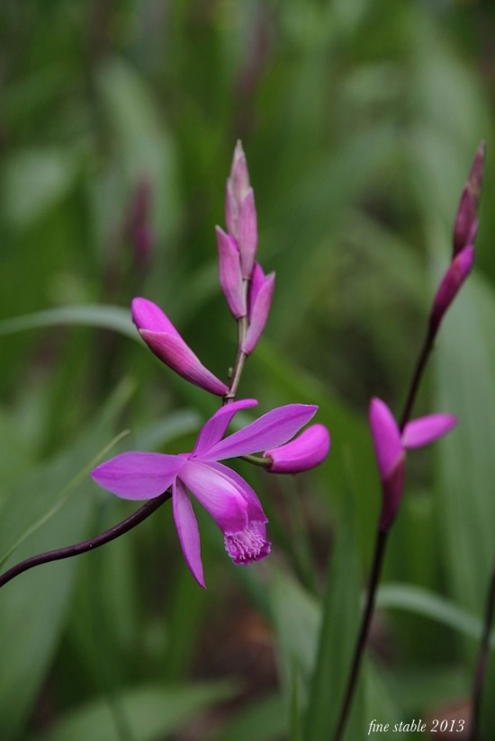 5 1 さすがnhk 歳の植物写真家に大感激 Fine Stage 5 1 さすがnhk 歳の植物写真家に大感激 Fine Stage