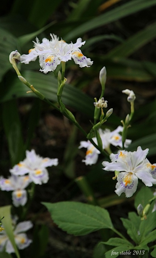 5 1 さすがnhk 歳の植物写真家に大感激 Fine Stage 5 1 さすがnhk 歳の植物写真家に大感激 Fine Stage