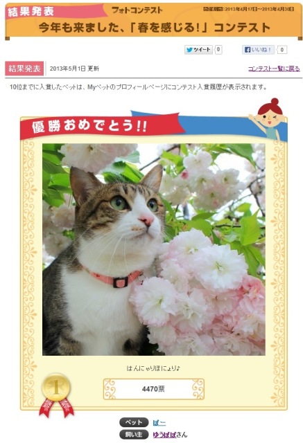 Yahoo!ペット今年も来ました、「春を感じる!」フォトコンテスト優勝猫 ぽー編。_a0143140_23443892.jpg