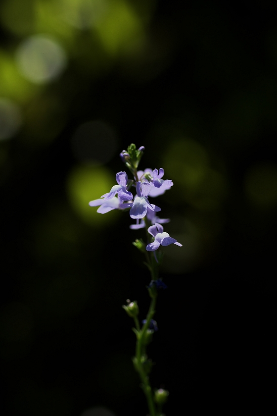 蓮華寺池公園の片隅に咲いているお花_a0264542_532255.jpg