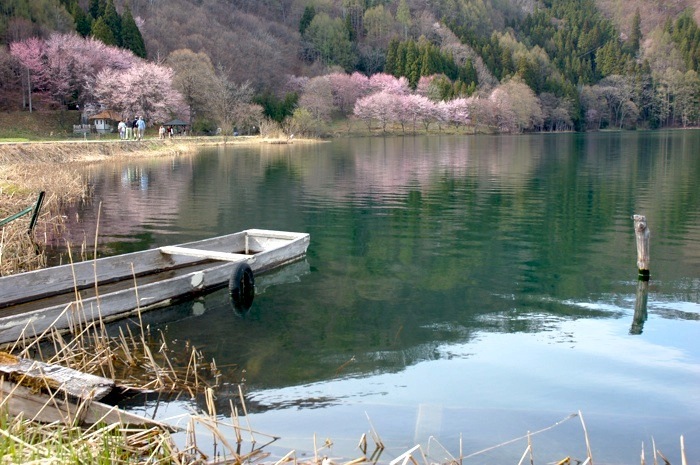 中綱湖にお散歩、桜は8分咲き_c0002943_18394952.jpg