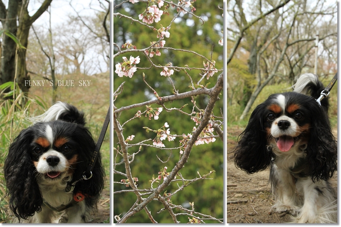 SAKURA*2013【その７－２・山道をワンコと歩けば～♪】_c0145250_12122467.jpg