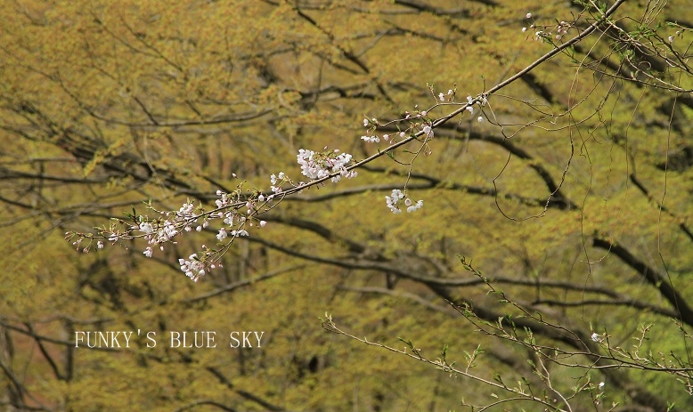 SAKURA*2013【その７－２・山道をワンコと歩けば～♪】_c0145250_12123230.jpg