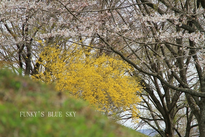 SAKURA*2013【その７－２・山道をワンコと歩けば～♪】_c0145250_1213111.jpg