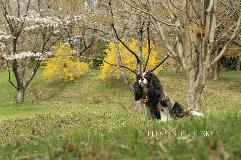 SAKURA*2013【その７－２・山道をワンコと歩けば～♪】_c0145250_1213356.jpg