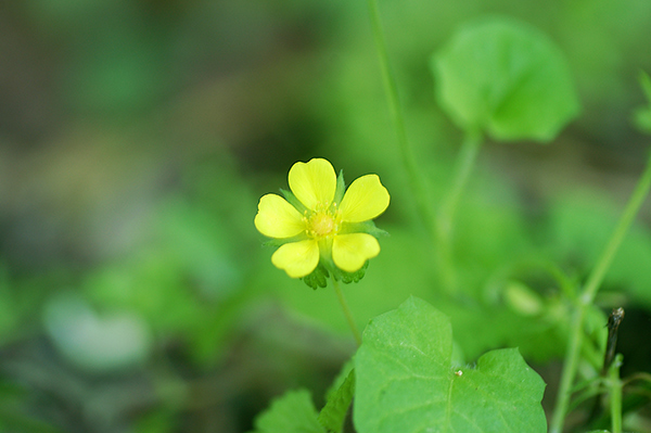 高尾山で出会ったお花たち_b0031558_651695.jpg