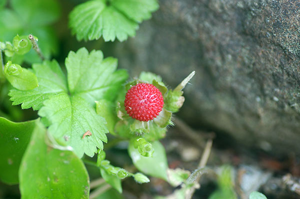 高尾山で出会ったお花たち_b0031558_655257.jpg