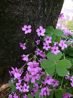GW サージュと新緑と植物と♪_a0165160_7341525.jpg
