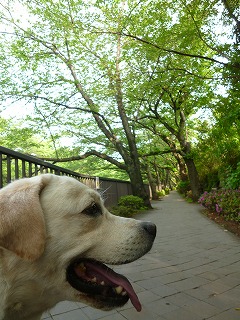 GW サージュと新緑と植物と♪_a0165160_7342940.jpg