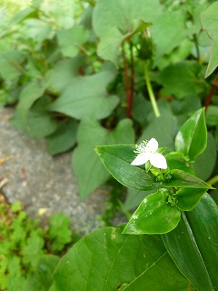 GW サージュと新緑と植物と♪_a0165160_7374426.jpg