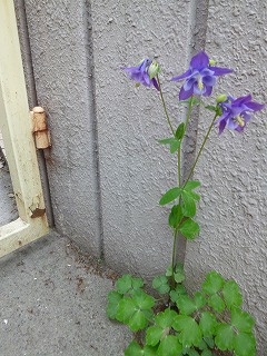 GW サージュと新緑と植物と♪_a0165160_7395221.jpg