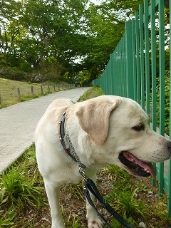 GW サージュと新緑と植物と♪_a0165160_7523630.jpg