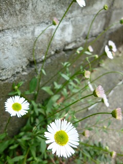 GW サージュと新緑と植物と♪_a0165160_7531813.jpg